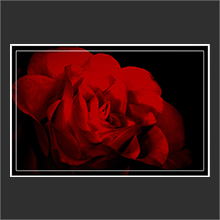 smoth rose